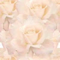 Roses Pale Pink