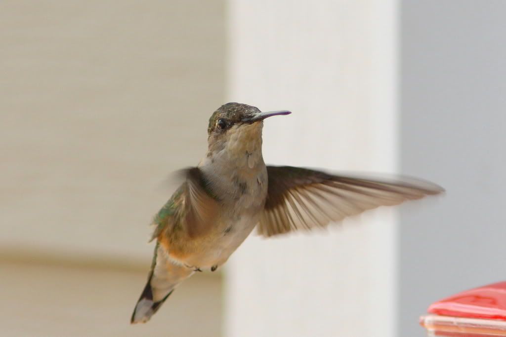 IMAGE: http://i201.photobucket.com/albums/aa182/hbpatter83/HB4_4x6.jpg