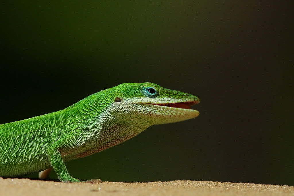 IMAGE: http://i201.photobucket.com/albums/aa182/hbpatter83/Liz1.jpg