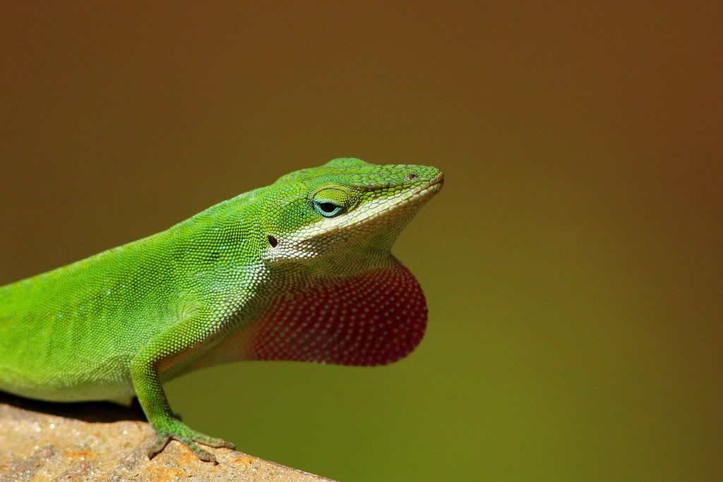 IMAGE: http://i201.photobucket.com/albums/aa182/hbpatter83/Liz2.jpg