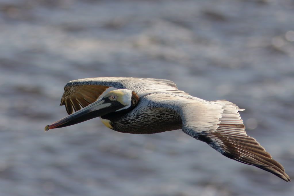 IMAGE: http://i201.photobucket.com/albums/aa182/hbpatter83/Pel2.jpg