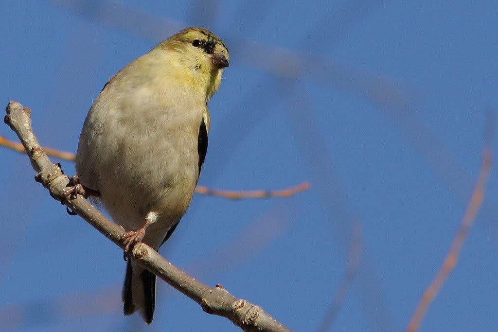 IMAGE: http://i201.photobucket.com/albums/aa182/hbpatter83/finch_done.jpg