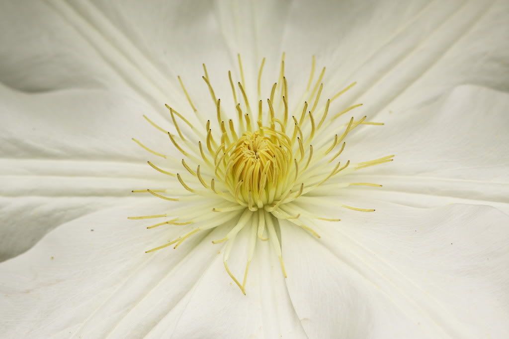 IMAGE: http://i201.photobucket.com/albums/aa182/hbpatter83/flower6.jpg