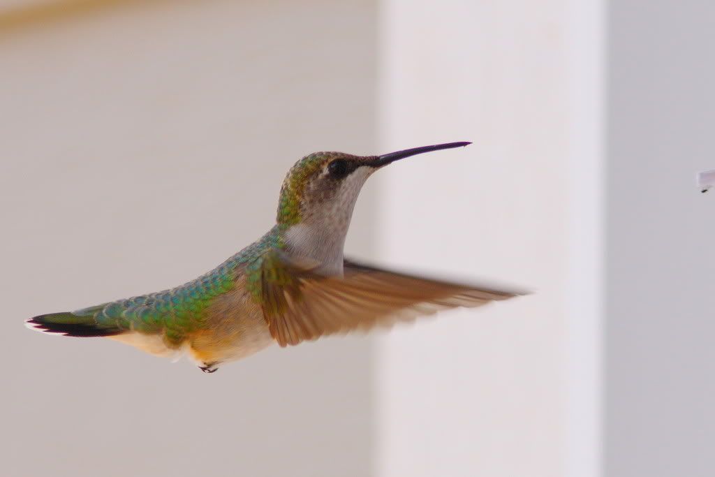 IMAGE: http://i201.photobucket.com/albums/aa182/hbpatter83/hbredo_4x6.jpg