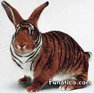 tiger rabbit photo tigerrabbit.jpg