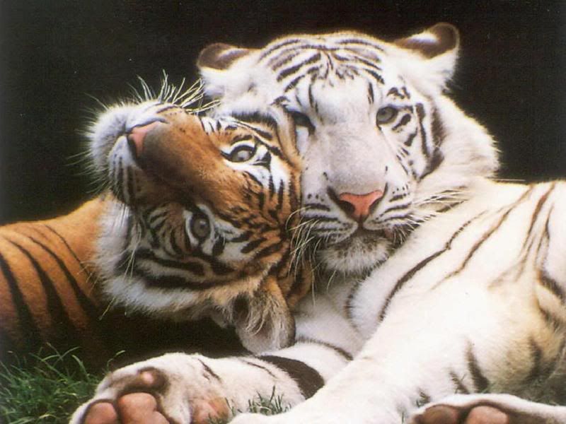 Tiger Love Photo by subaby84 Photobucket