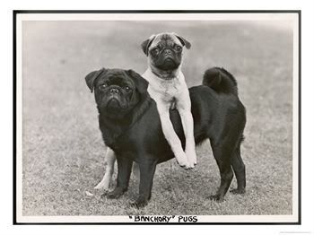 pugs