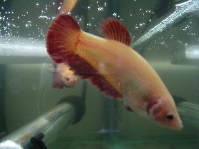 red giant female 2.8 inches