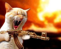 cat gun Pictures, Images and Photos