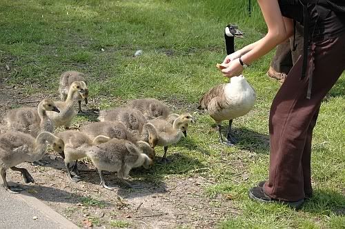 10 Young Canada Geese