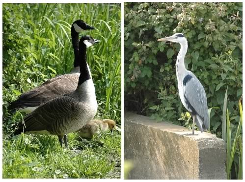 Canada Geese and Heron