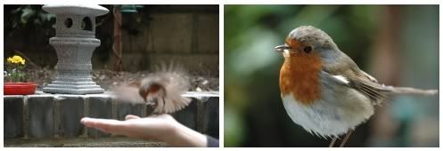 Robin and mealworms 1