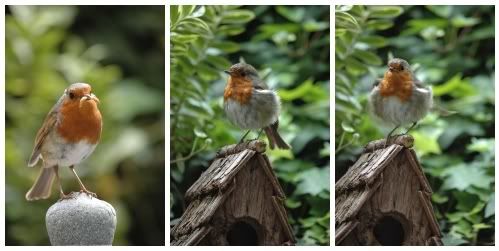 Robin and mealworms 2