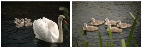 Swans