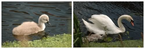 Swans