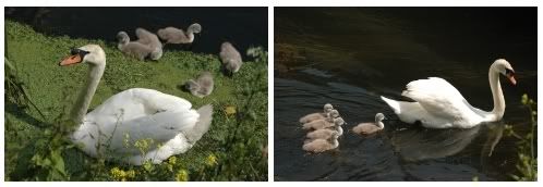 Swans
