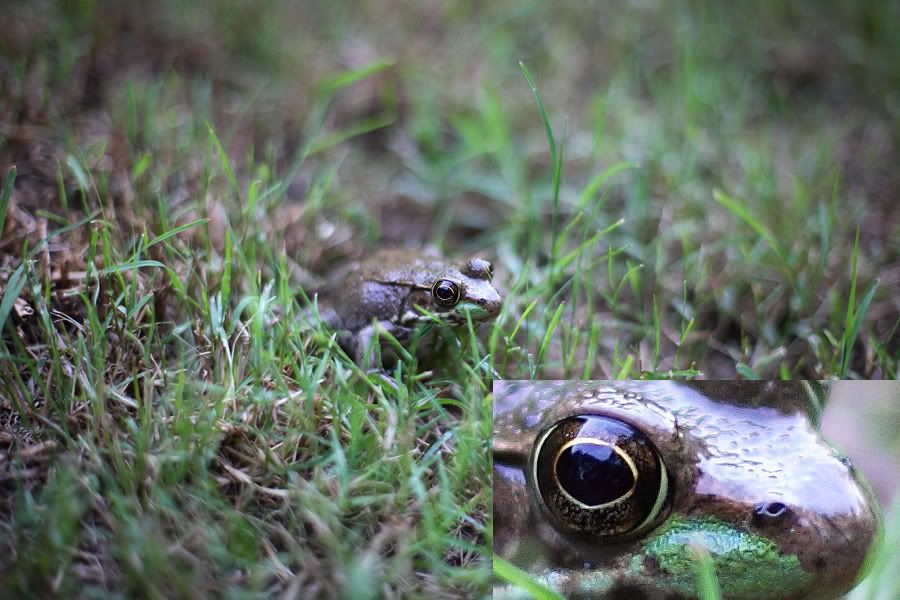 IMAGE: http://i201.photobucket.com/albums/aa227/Pasukun1/frog_1.jpg