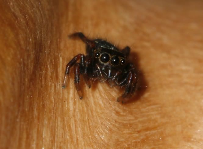 Cutest Spider Ever