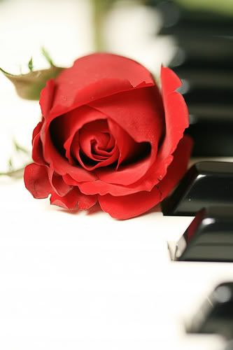 Rose with sad photo: Sad Piano Rose aaa-1.jpg