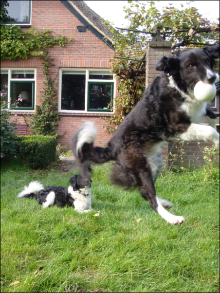 Afbeelding
