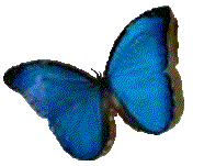 animated butterfly Pictures, Images and Photos