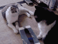 KittyExplode.gif kitty explode image by Im-Sketchd