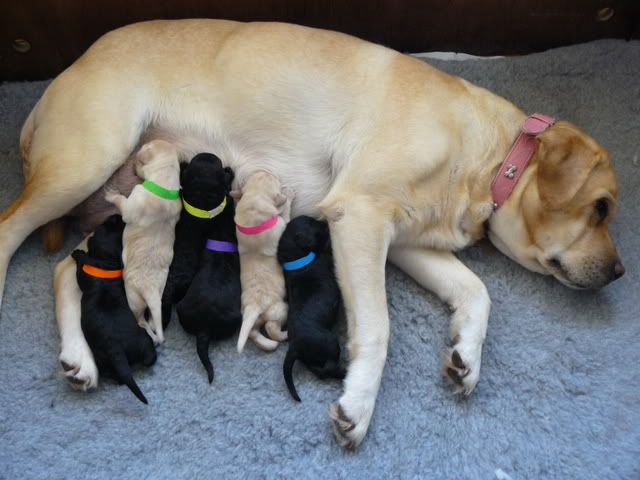 Feedingpups.jpg Pups Feeding 2008 image by Jacarties