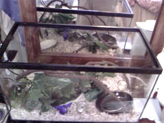 Cage1.jpg