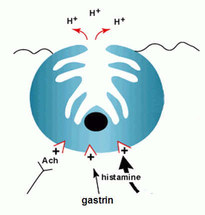 mechanism of acid secretion image