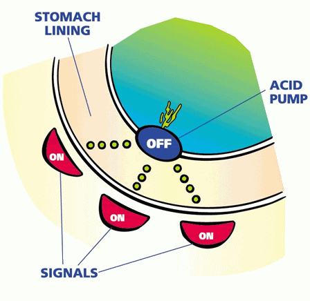 Mechanism of action of proton pump inhibitors image