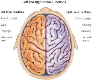 right and left hemisphere of the brain