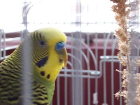 Overgrown+Parakeet+Beak Parakeet Beak Problems http://www.wineintro.com/forum/ubbthreads.php ...