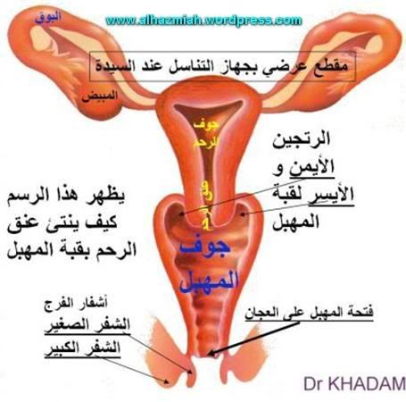 فوائد البقدونس normal_apar_feme_cou