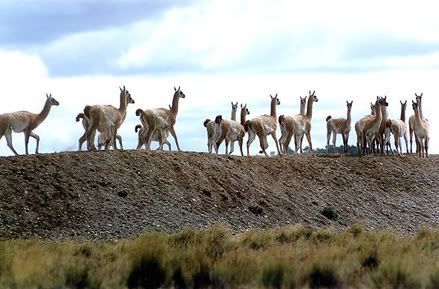 200702051655260-dia3guanacos1.jpg picture by Graciela7288