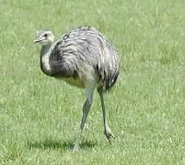 270px-Common_rhea.jpg picture by Graciela7288