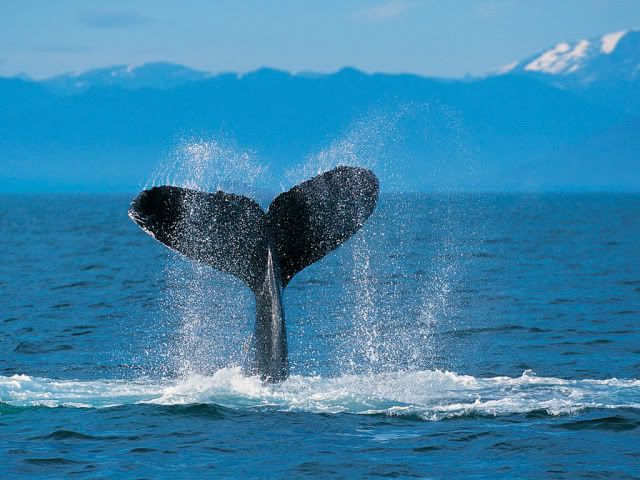 HumpbackWhale.jpg picture by Graciela7288