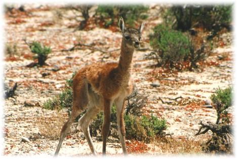 guanaco.jpg picture by Graciela7288