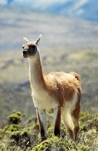 guanacos-patagonia.jpg picture by Graciela7288