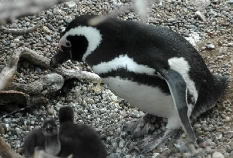 vigilia-pinguinos-1.jpg picture by Graciela7288
