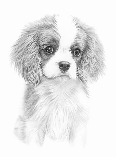 Drawing of Cavalier Puppy