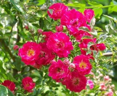 wildroses5.jpg wild roses image by finnnoodle