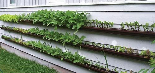 Garden in a Gutter