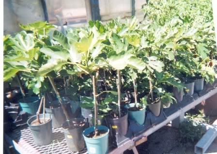 How do you take care of potted fig trees?