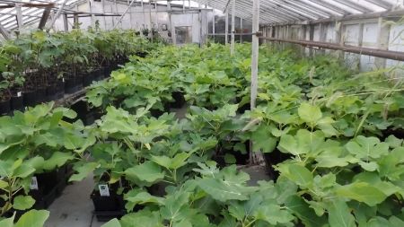1 quart in greenhouse photo 1quartingreenhouse.jpg
