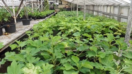 1 Quart in Greenhouse photo 1quartingreenhouse2.jpg