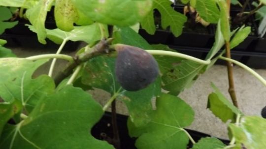  photo 32e2cc43-2baf-4a22-a34c-adb2ee784ae9.jpg