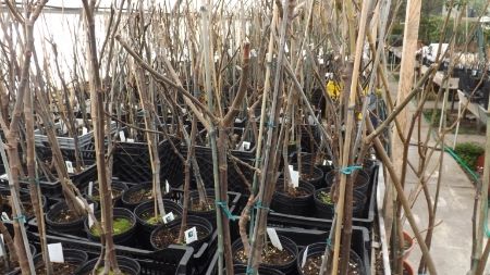  photo 4a3685ba-8ff5-42b0-8c4d-f70768e2be10.jpg