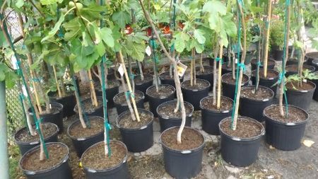 7 Gallon outside photo 7gallon.jpg