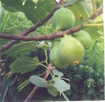 Fig Trees Pictures