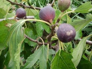  photo f7d8e9e9-c8bb-42e4-b393-e390575f2732.jpg